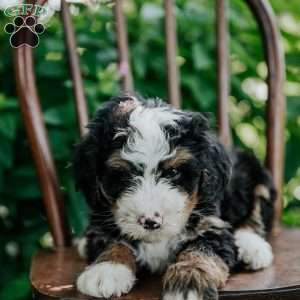 Captain, Mini Bernedoodle Puppy