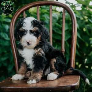 Captain, Mini Bernedoodle Puppy