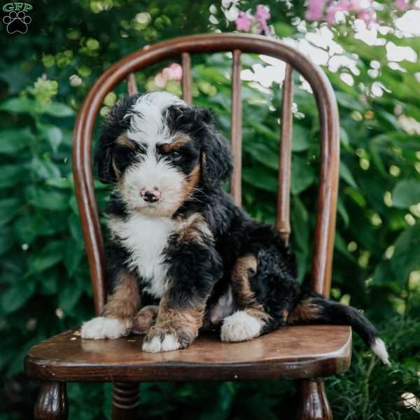 Captain, Mini Bernedoodle Puppy