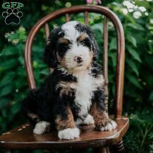 Captain, Mini Bernedoodle Puppy