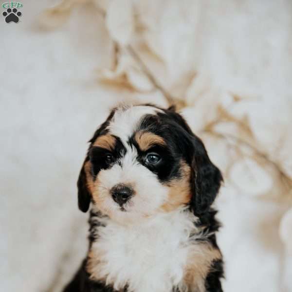 Carlos, Mini Bernedoodle Puppy