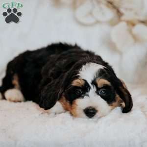 Carlos, Mini Bernedoodle Puppy