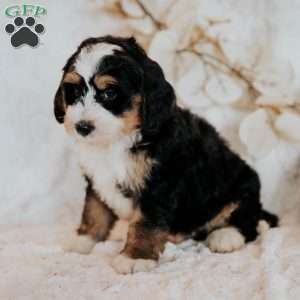 Carlos, Mini Bernedoodle Puppy