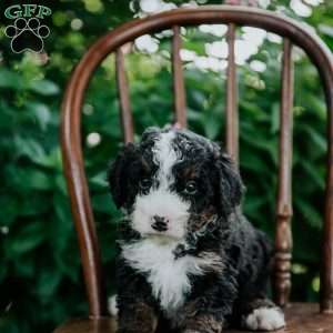 Cash, Mini Bernedoodle Puppy