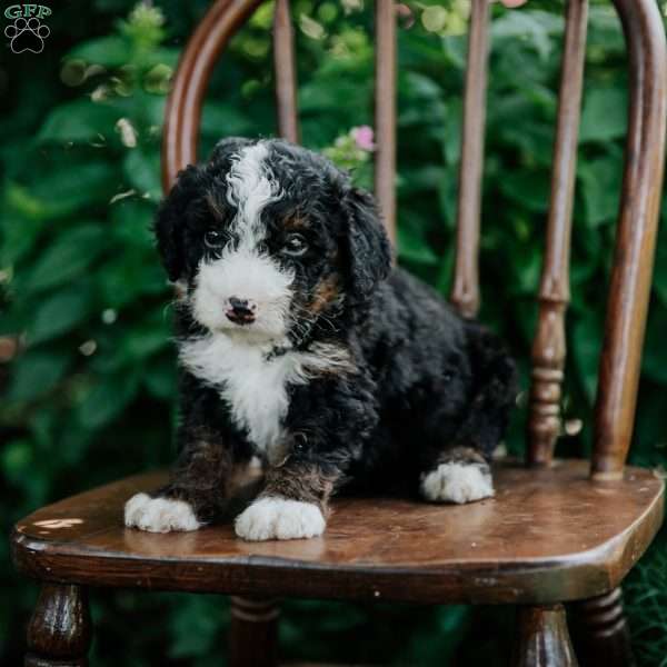 Cash, Mini Bernedoodle Puppy