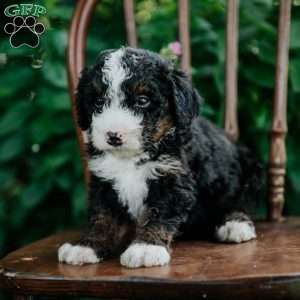 Cash, Mini Bernedoodle Puppy