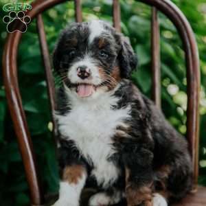 Cassie, Mini Bernedoodle Puppy