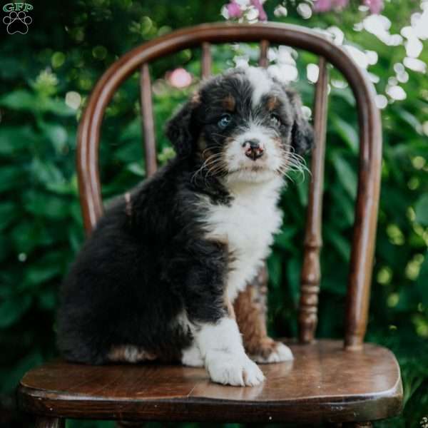 Cassie, Mini Bernedoodle Puppy