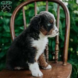Cassie, Mini Bernedoodle Puppy