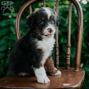 Cassie, Mini Bernedoodle Puppy