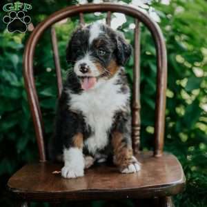 Cassie, Mini Bernedoodle Puppy