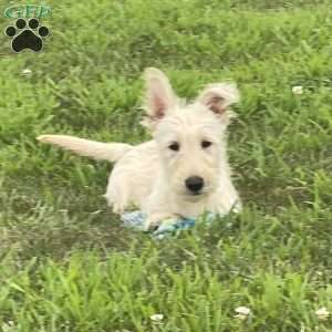 Casper, Scottish Terrier Puppy