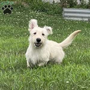 Casper, Scottish Terrier Puppy