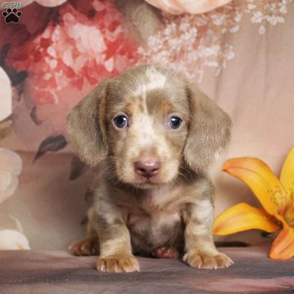 Charlie Brown, Dachshund Puppy