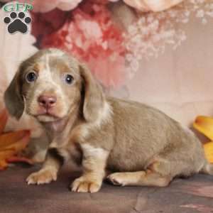 Charlie Brown, Dachshund Puppy