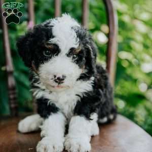 Chase, Mini Bernedoodle Puppy