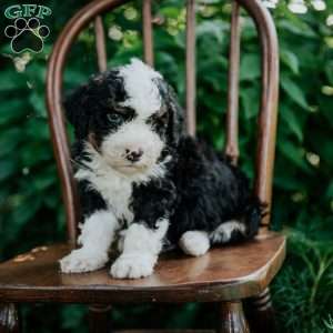 Chase, Mini Bernedoodle Puppy