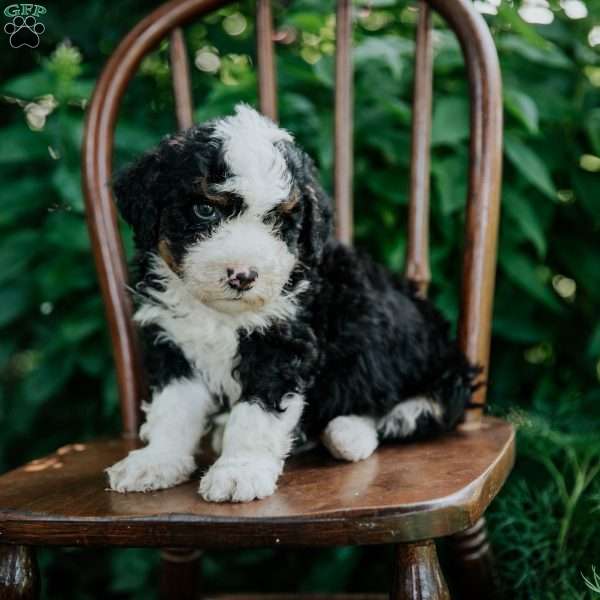 Chase, Mini Bernedoodle Puppy
