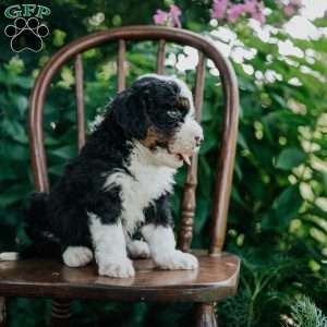 Chase, Mini Bernedoodle Puppy