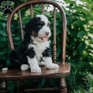 Chase, Mini Bernedoodle Puppy