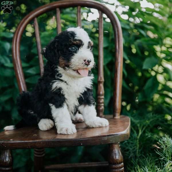 Chase, Mini Bernedoodle Puppy