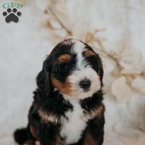 Chase, Mini Bernedoodle Puppy