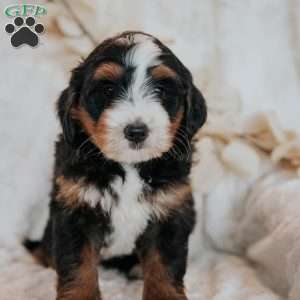 Chase, Mini Bernedoodle Puppy