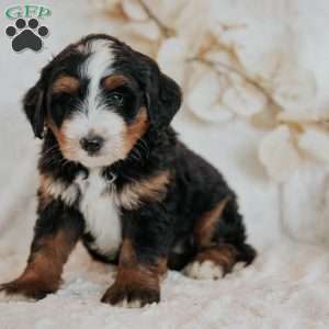 Chase, Mini Bernedoodle Puppy