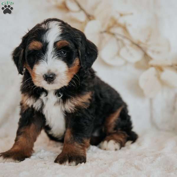 Chase, Mini Bernedoodle Puppy