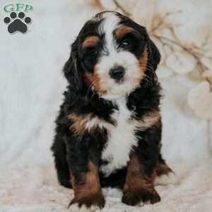 Chase, Mini Bernedoodle Puppy