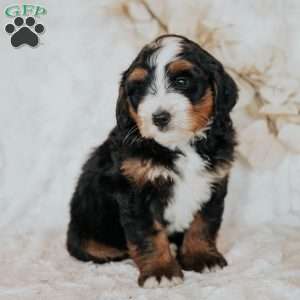 Chase, Mini Bernedoodle Puppy