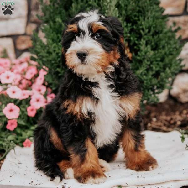 Chase, Mini Bernedoodle Puppy