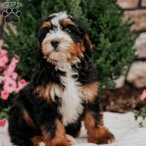 Chase, Mini Bernedoodle Puppy