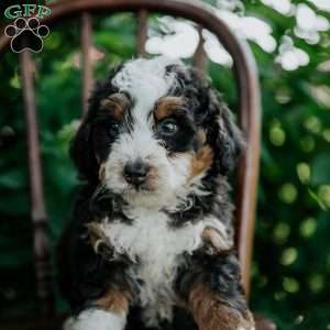 Cheyann, Mini Bernedoodle Puppy