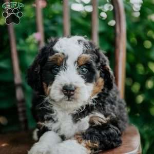 Cheyann, Mini Bernedoodle Puppy