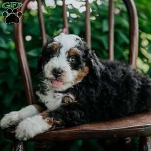 Cheyann, Mini Bernedoodle Puppy