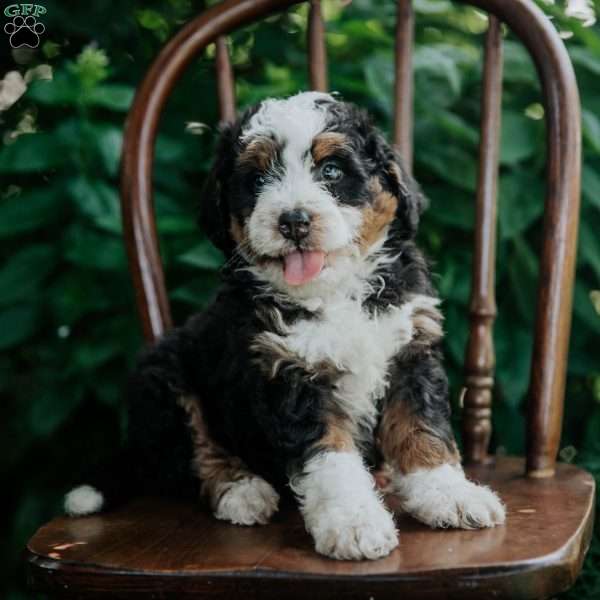 Cheyann, Mini Bernedoodle Puppy