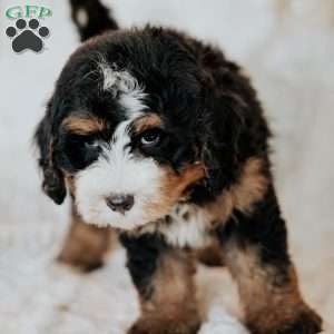 Cleo, Mini Bernedoodle Puppy