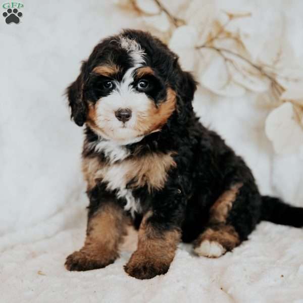 Cleo, Mini Bernedoodle Puppy