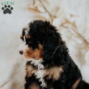 Cleo, Mini Bernedoodle Puppy