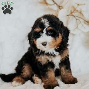 Cleo, Mini Bernedoodle Puppy