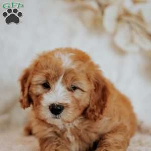 Cinnamon, Mini Bernedoodle Puppy