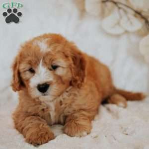 Cinnamon, Mini Bernedoodle Puppy