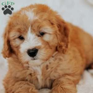 Cinnamon, Mini Bernedoodle Puppy
