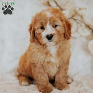 Cinnamon, Mini Bernedoodle Puppy