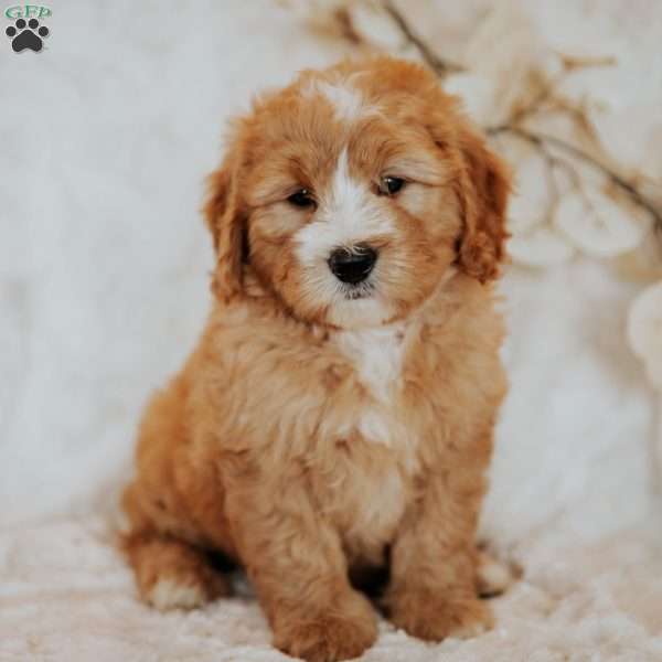 Cinnamon, Mini Bernedoodle Puppy
