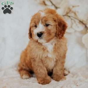 Cinnamon, Mini Bernedoodle Puppy