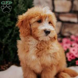 Cinnamon, Mini Bernedoodle Puppy