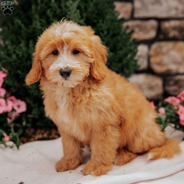 Cinnamon, Mini Bernedoodle Puppy