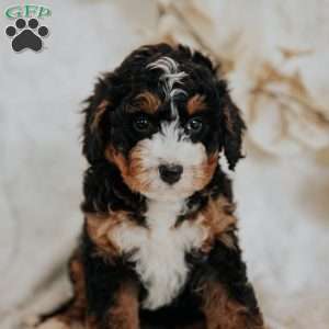Coco, Mini Bernedoodle Puppy